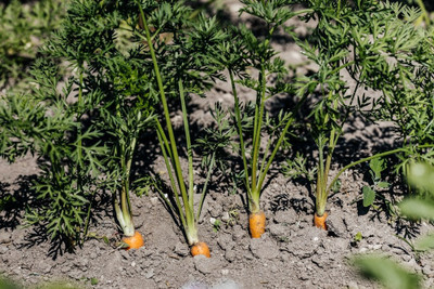 sporos Carrot Seed(40 per packet)