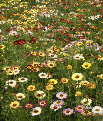 sporos Chrysanthemum Best Result Flower Seed(50 per packet)