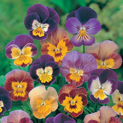 Paudha Viola Seed(25 per packet)