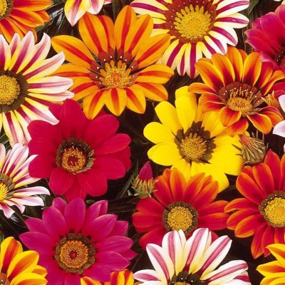 sporos Gazania Seed(25 per packet)