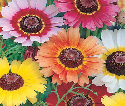 sporos Chrysanthemum Good Result Flower Seed(50 per packet)