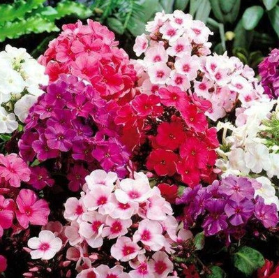 sporos Phlox f1 Seed(25 per packet)