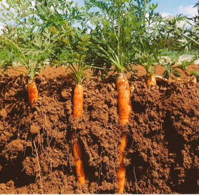 Paudha Carrot Seed(40 per packet)