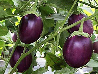 XOLDA Brinjal Seed(32 per packet)