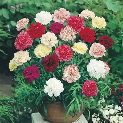 sporos Carnation Seed(25 per packet)