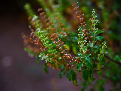 Paudha Tulsi Seed(10 per packet)