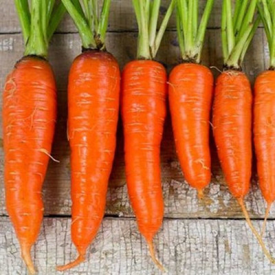 Kofy Carrot Seed(40 per packet)