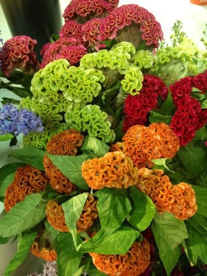 XOLDA Cockscomb Seed(10 per packet)