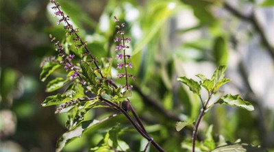 XOLDA Tulsi Seed(25 per packet)