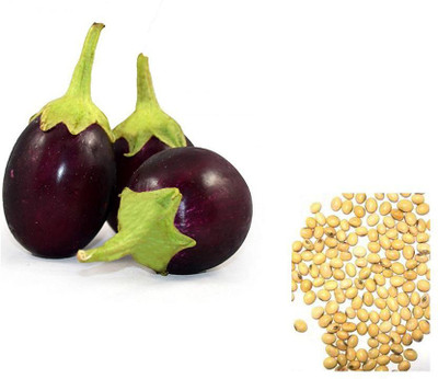 Kofy Brinjal purple Seed(10 per packet)