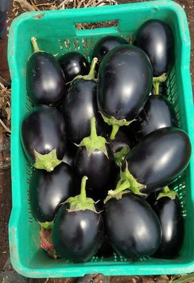 XOLDA Brinjal Seed(70 per packet)