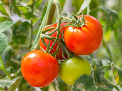 ginnienterpris Tomato Seed(170 per packet)