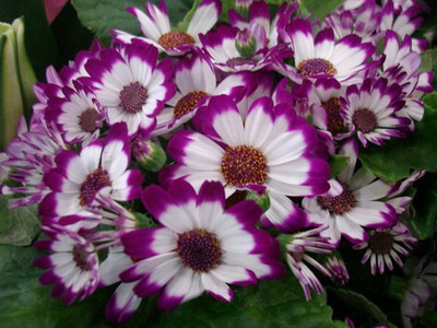 XOLDA Cineraria Seed(10 per packet)