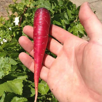 sporos Red carrot Seed(70 per packet)