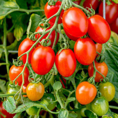 Kofy Tomato Seed(20 per packet)