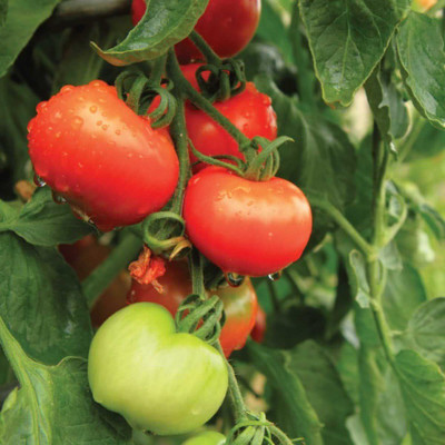 Kofy Tomato Seed(50 per packet)