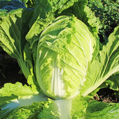 Kofy Cabbage Seed(10 per packet)