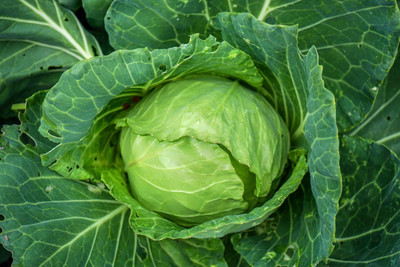 XOLDA Cabbage Vegetable Seed(49 per packet)