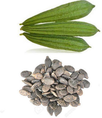 Kofy Turai (Ridge gourd) Seed(20 per packet)