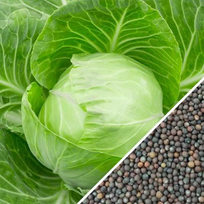 Kofy Cabbage Seed(40 per packet)