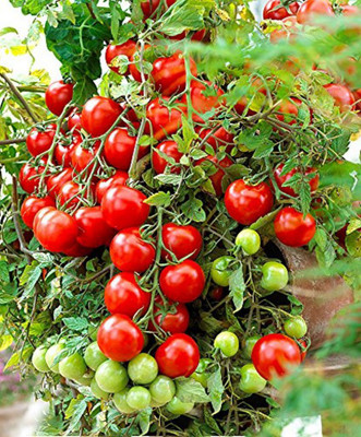 Kofy Tomato Seed(20 per packet)
