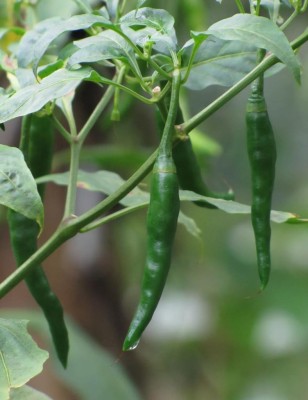 XOLDA Green chilli Seed(50 per packet)