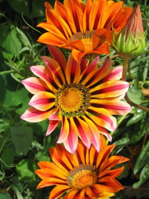 sporos Gazania Seed(25 per packet)