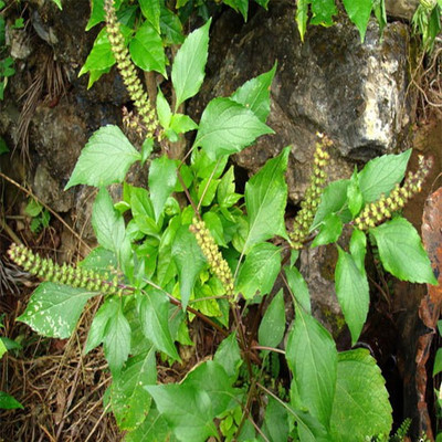 XOLDA Tulsi Seed(50 per packet)