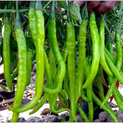 Kofy Green chilli Seed(20 per packet)