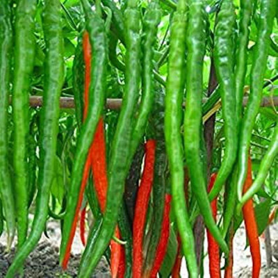 Kofy Harimirch Seed(50 per packet)