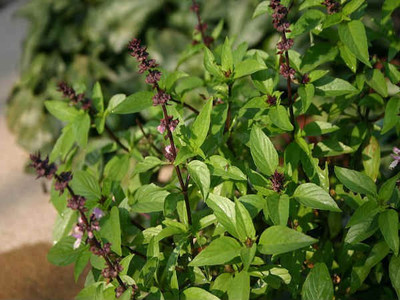 Paudha Tulsi Seed(50 per packet)