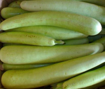 Kofy Bottle gourd Seed(20 per packet)