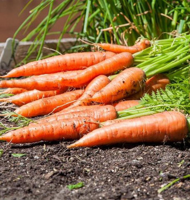 Kofy Carrot Seed(20 per packet)