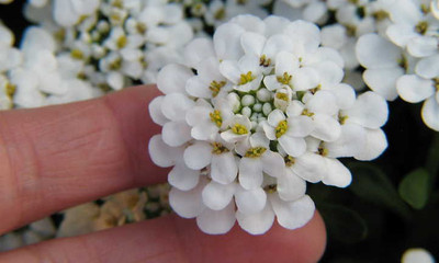 XOLDA Candytuft Seed(10 per packet)