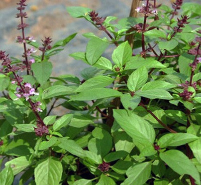 XOLDA Tulsi Seed(50 per packet)