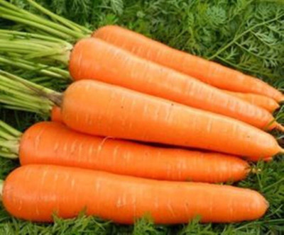 Kofy Carrot Seed(20 per packet)