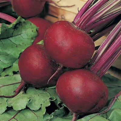 Kofy Beetroot Seed(40 per packet)