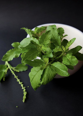 Paudha Tulsi Seed(25 per packet)