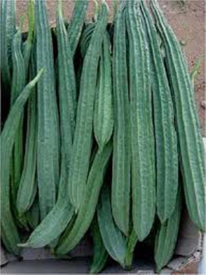 Kofy Ridge gourd Seed(10 per packet)