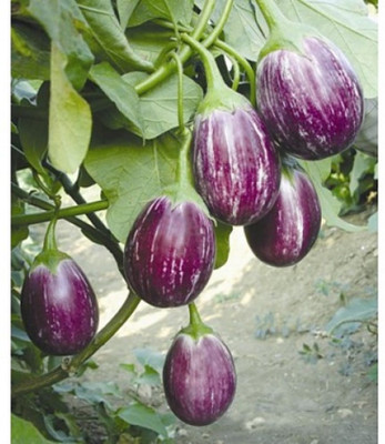 Kofy Brinjal purple Seed(50 per packet)