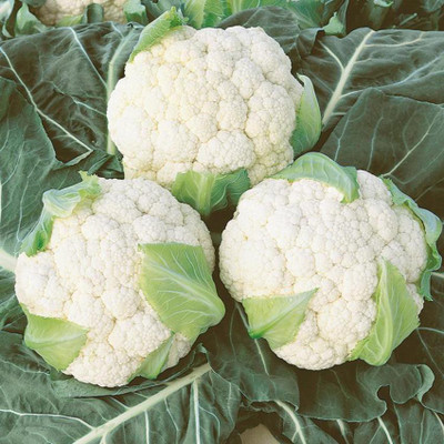Kofy Cauliflower Seed(20 per packet)