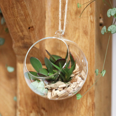 DESHILP Hanging Glass Globe Plant Terrariums - Glass Orbs Air Plants Tea Light Candle Holders Succulents Moss Miniature Garden Planters Home Decor Indoor Garden (4-Inchi, Small) (White, Pack of 1) Glass Vase(4 inch, Clear) DESHILP Hanging Glass Globe Plant Terrariums - Glass Orbs Air Plants Tea Light Candle Holders Succulents Moss Miniature Garden Planters Home Decor Indoor Garden (4-Inchi, Small) (White, Pack of 1) Glass Vase(4 inch, Clear)