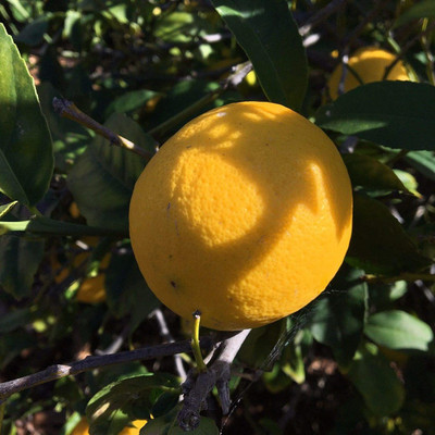 VibeX Lemon Seed(9 per packet)