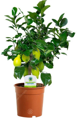 VibeX XII-1125 Fruit Seeds Yellow Lemon Tree Seed(10 per packet)