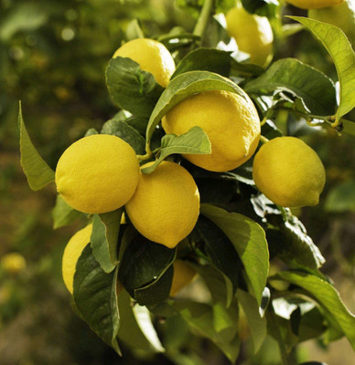 VibeX ® XII-982 Lemon Tree Organic Fruit Seeds for Home Garden Seed(4 per packet)