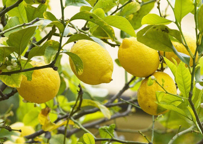 WILLVINE Lemon Seed(50 per packet)