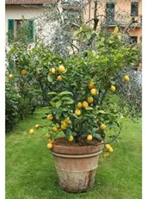 VibeX ™ XII-209 Lemon Heirloom Fruit Seeds Garden Seed(18 per packet)