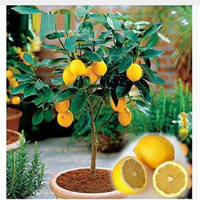 VibeX Lemon Seed(45 per packet)