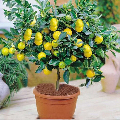 VibeX ® XII-414 Rare Exotic Tropical Fruit Meyer Lemon Dwarf Seeds Seed(15 per packet)