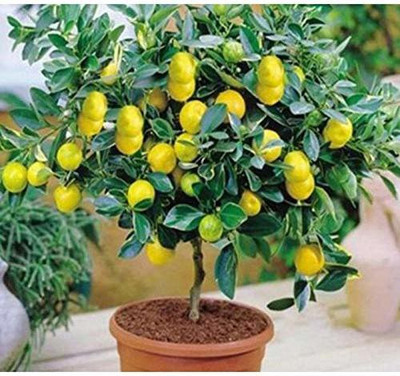 VibeX Fruit Meyer Lemon Dwarf Citrus Seed Seed(6 per packet)